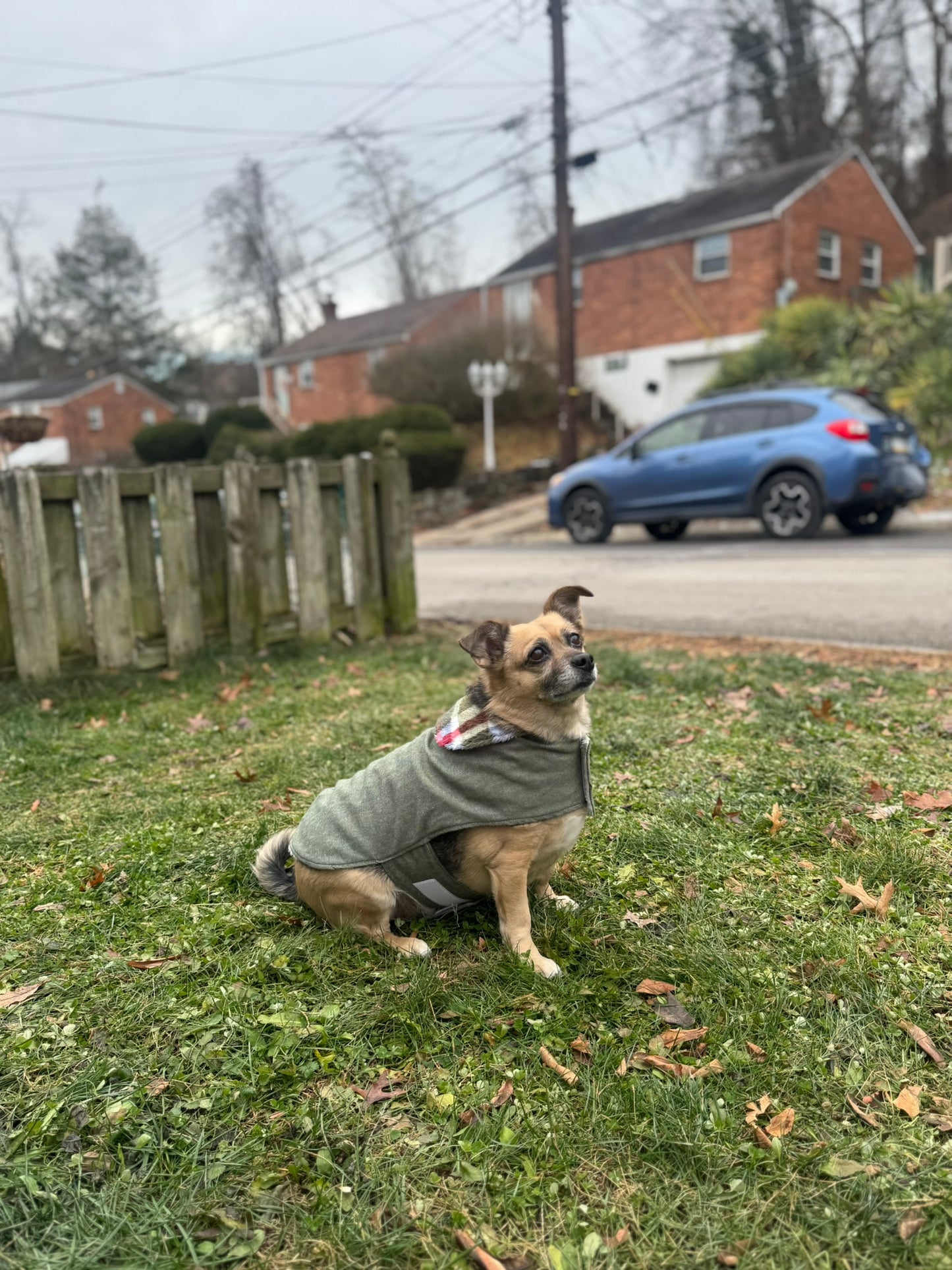 Dog Coat