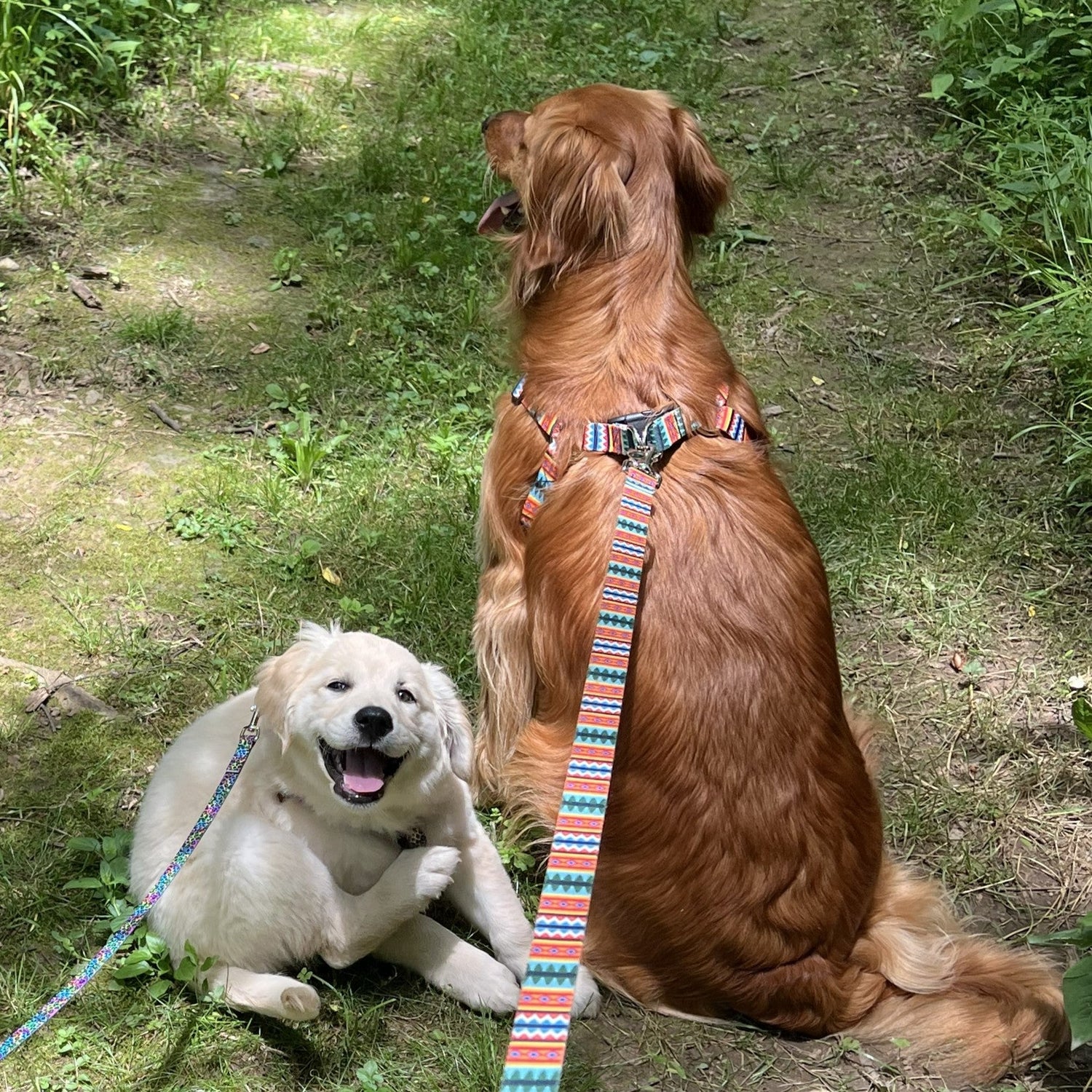 Go for a walk?