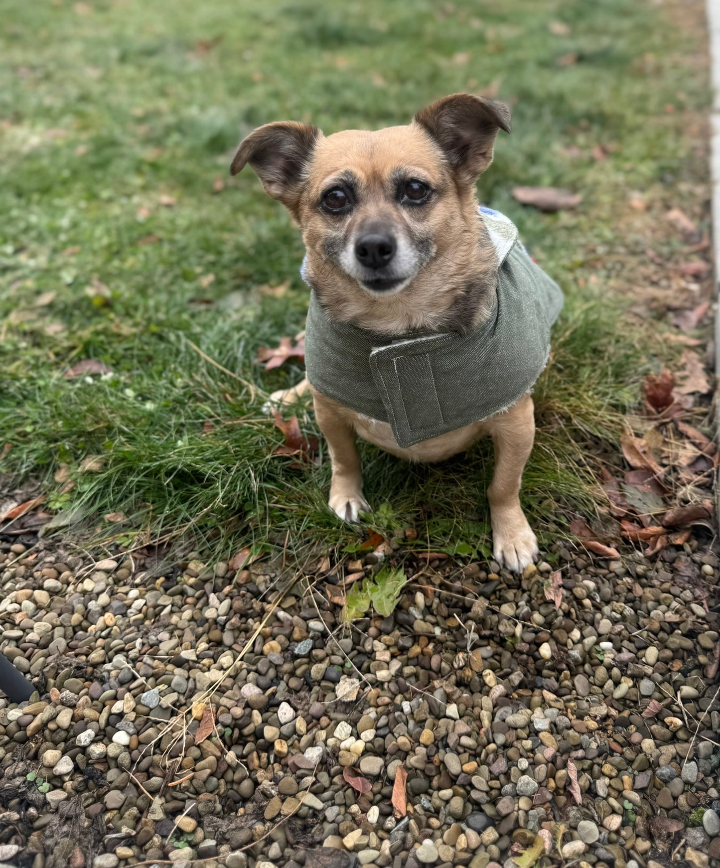 Dog Coat