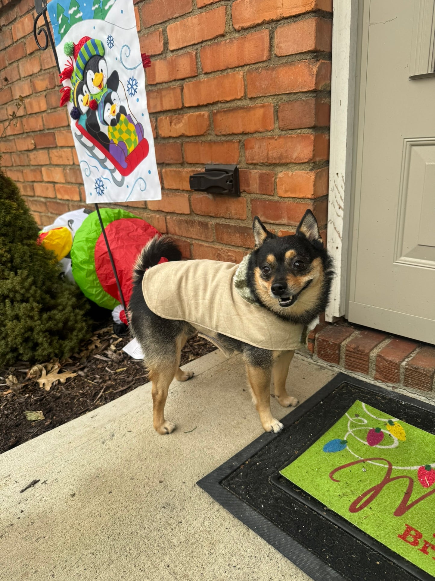Dog Coat