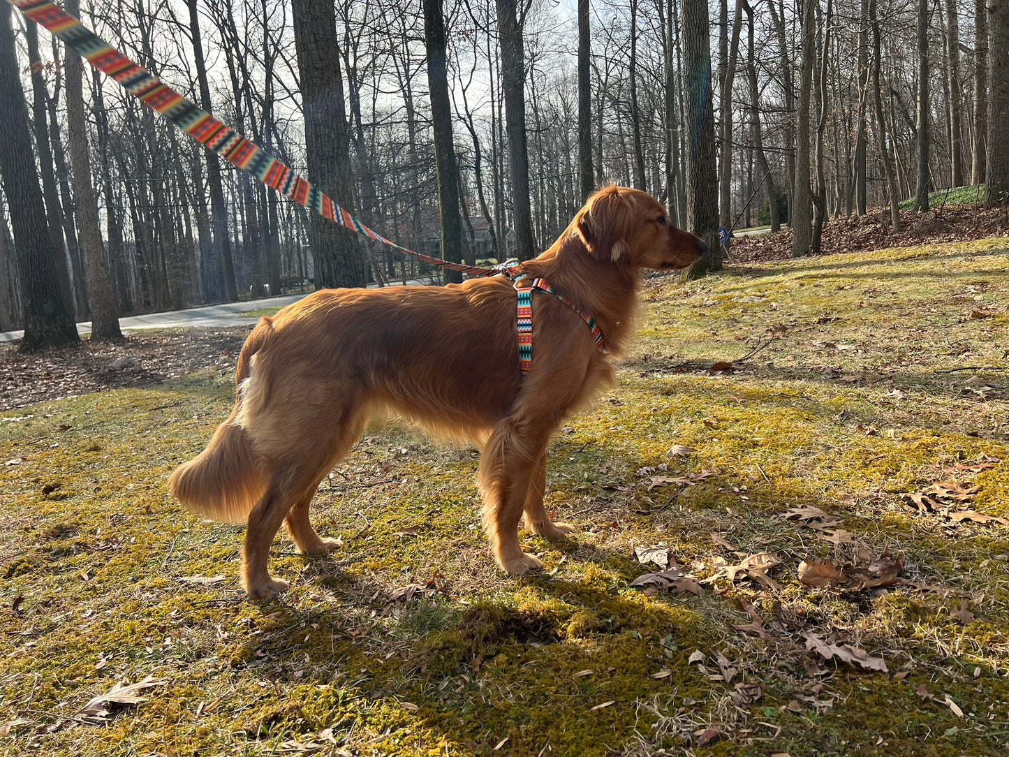 Pawfect Harness