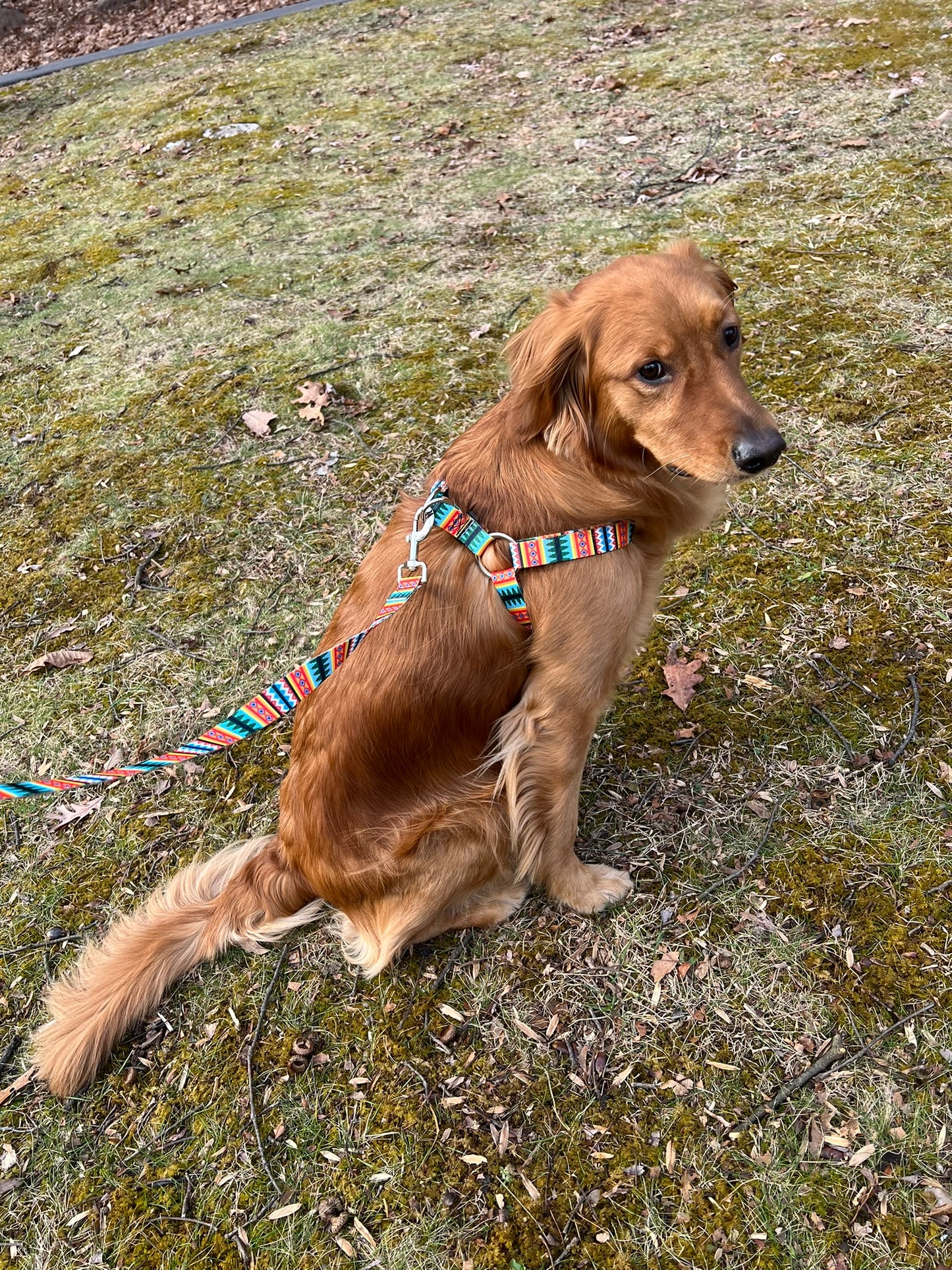 Pawfect Harness